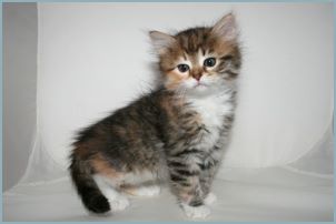 Female Siberian Kitten from Deedlebug Siberians