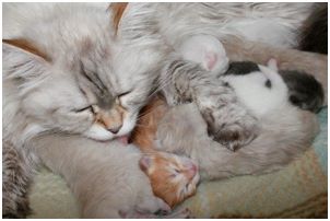 Siberian Kitten Litter with their Siberian Cat Parents