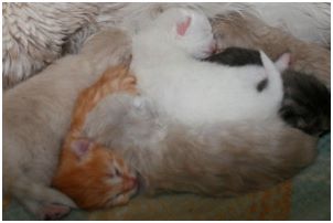 Siberian Kitten Litter with their Siberian Cat Parents