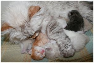 Siberian Kitten Litter with their Siberian Cat Parents