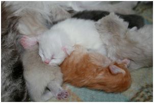 Siberian Kitten Litter with their Siberian Cat Parents