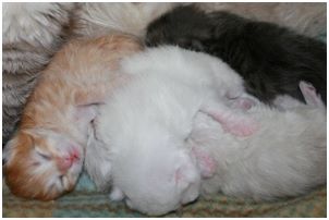 Siberian Kitten Litter with their Siberian Cat Parents