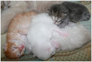 Siberian Kitten Litter with their Siberian Cat Parents