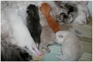 Siberian Kitten Litter with their Siberian Cat Parents