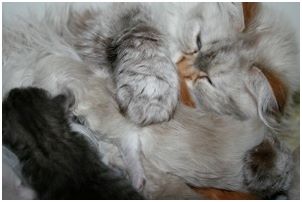 Siberian Kitten Litter with their Siberian Cat Parents