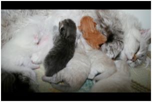 Siberian Kitten Litter with their Siberian Cat Parents