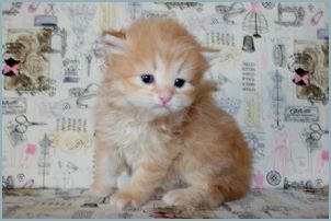 Male Siberian Kitten from Deedlebug Siberians