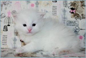 Male Siberian Kitten from Deedlebug Siberians