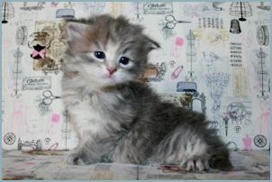 Female Siberian Kitten from Deedlebug Siberians