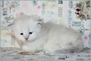 Female Siberian Kitten from Deedlebug Siberians