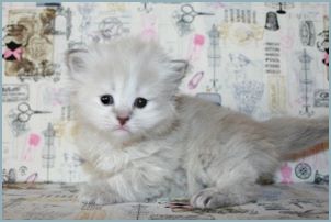 Female Siberian Kitten from Deedlebug Siberians