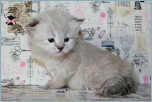 Female Siberian Kitten from Deedlebug Siberians