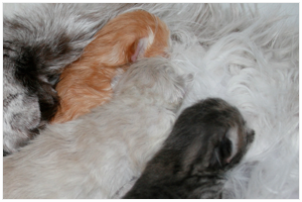 Siberian Kitten Litter with their Siberian Cat Parents