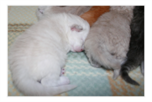 Siberian Kitten Litter with their Siberian Cat Parents