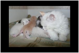 
Siberian Kitten Litter with their Siberian Cat Parents