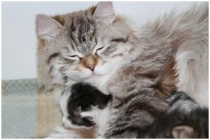 
Siberian Kitten Litter with their Siberian Cat Parents