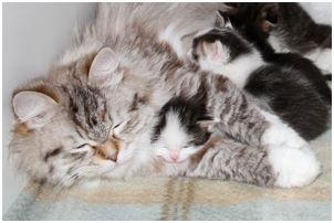 
Siberian Kitten Litter with their Siberian Cat Parents