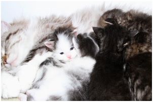 
Siberian Kitten Litter with their Siberian Cat Parents