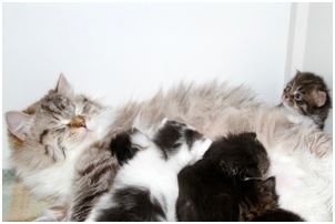 
Siberian Kitten Litter with their Siberian Cat Parents