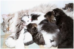 
Siberian Kitten Litter with their Siberian Cat Parents