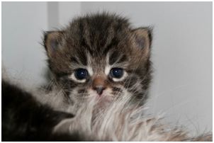 
Siberian Kitten Litter with their Siberian Cat Parents