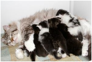 
Siberian Kitten Litter with their Siberian Cat Parents