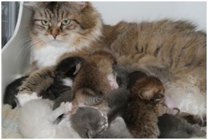 
Siberian Kitten Litter with their Siberian Cat Parents