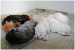 Siberian Kitten Litter with their Siberian Cat Parents