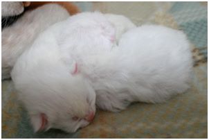 Siberian Kitten Litter with their Siberian Cat Parents