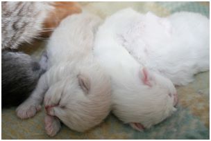 Siberian Kitten Litter with their Siberian Cat Parents