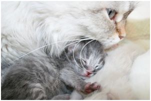 Siberian Kitten Litter with their Siberian Cat Parents