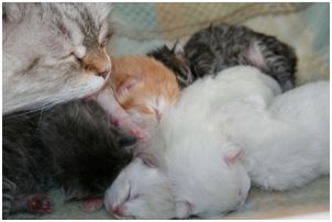 Siberian Kitten Litter with their Siberian Cat Parents