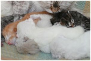 Siberian Kitten Litter with their Siberian Cat Parents