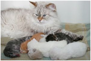 Siberian Kitten Litter with their Siberian Cat Parents