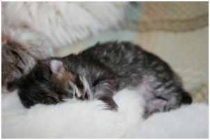 Siberian Kitten Litter with their Siberian Cat Parents