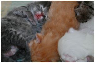 Siberian Kitten Litter with their Siberian Cat Parents