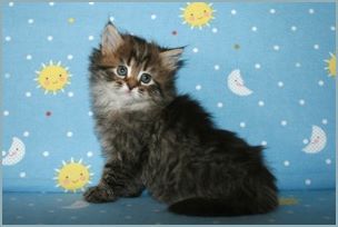 Female Siberian Kitten from Deedlebug Siberians