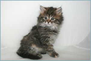 Female Siberian Kitten from Deedlebug Siberians