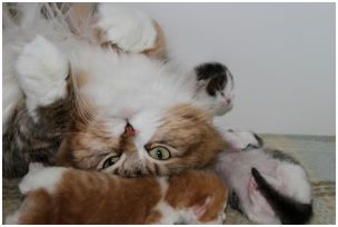 Siberian Kitten Litter with their Siberian Cat Parents