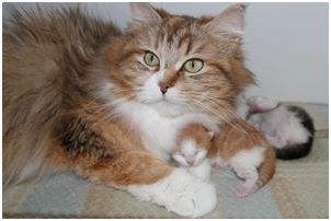 Siberian Kitten Litter with their Siberian Cat Parents