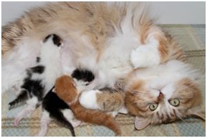 Siberian Kitten Litter with their Siberian Cat Parents