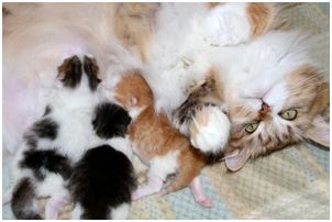 Siberian Kitten Litter with their Siberian Cat Parents