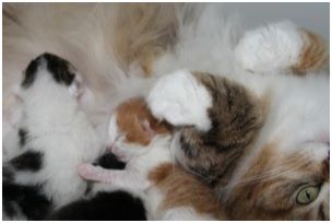 Siberian Kitten Litter with their Siberian Cat Parents