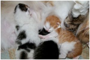 Siberian Kitten Litter with their Siberian Cat Parents