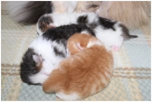 Siberian Kitten Litter with their Siberian Cat Parents