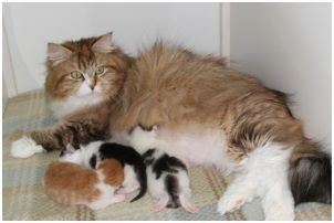 Siberian Kitten Litter with their Siberian Cat Parents