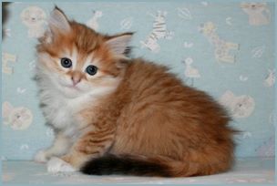 Female Siberian Kitten from Deedlebug Siberians