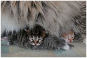 Siberian Kitten Litter with their Siberian Cat Parents