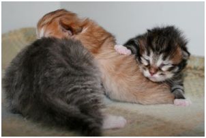 Siberian Kitten Litter with their Siberian Cat Parents