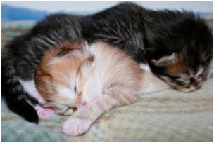 Siberian Kitten Litter with their Siberian Cat Parents